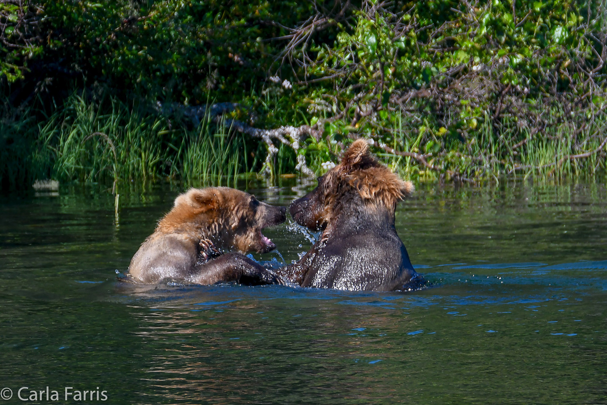 Cubadult (503) and Holly's Biological cub