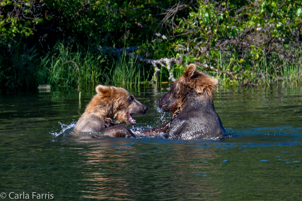 Cubadult (503) and Holly's Biological cub