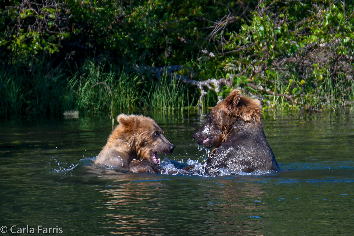 Cubadult (503) and Holly's Biological cub