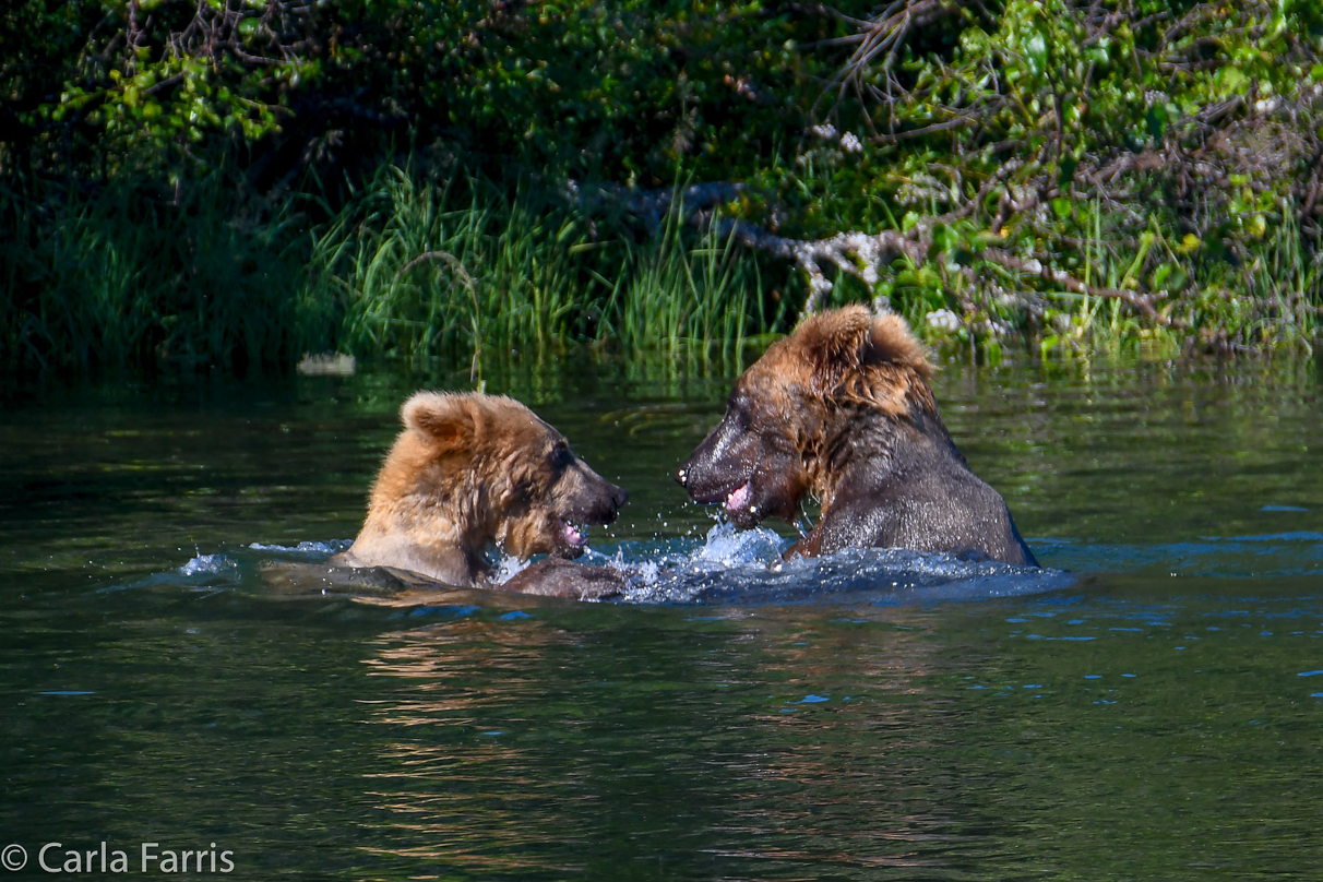 Cubadult (503) and Holly's Biological cub