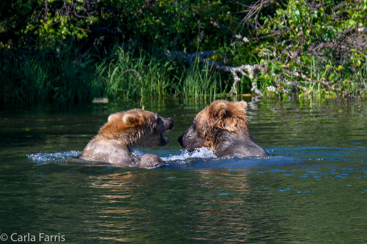 Cubadult (503) and Holly's Biological cub