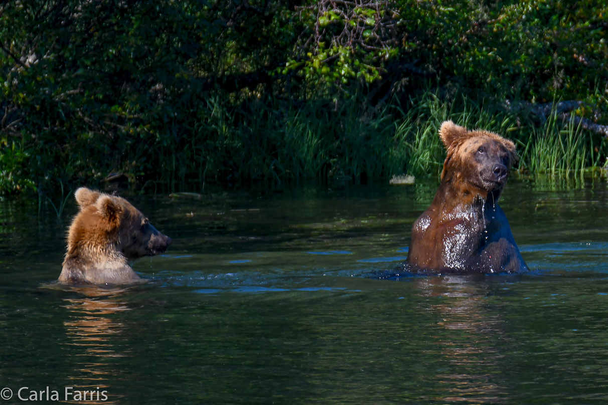 Cubadult (503) and Holly's Biological cub