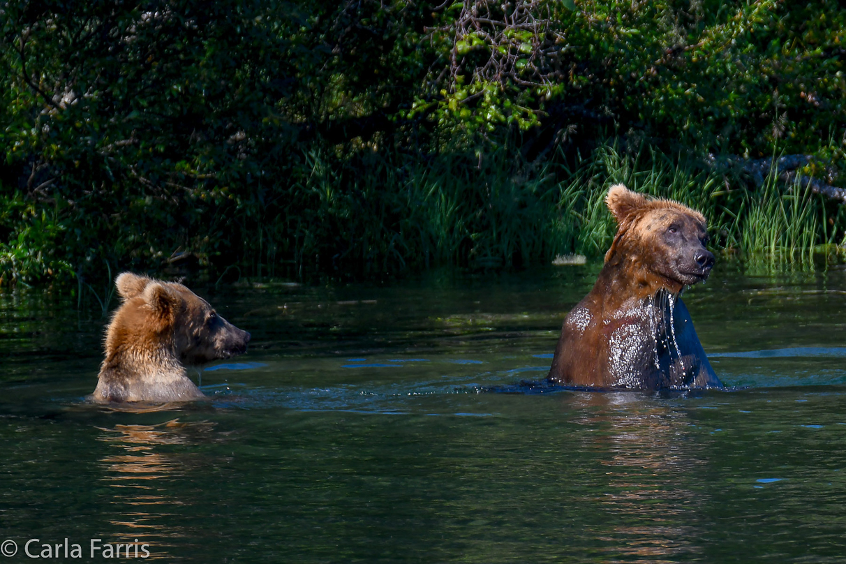 Cubadult (503) and Holly's Biological cub