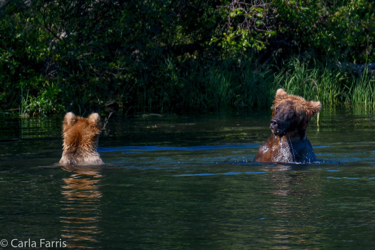 Cubadult (503) and Holly's Biological cub