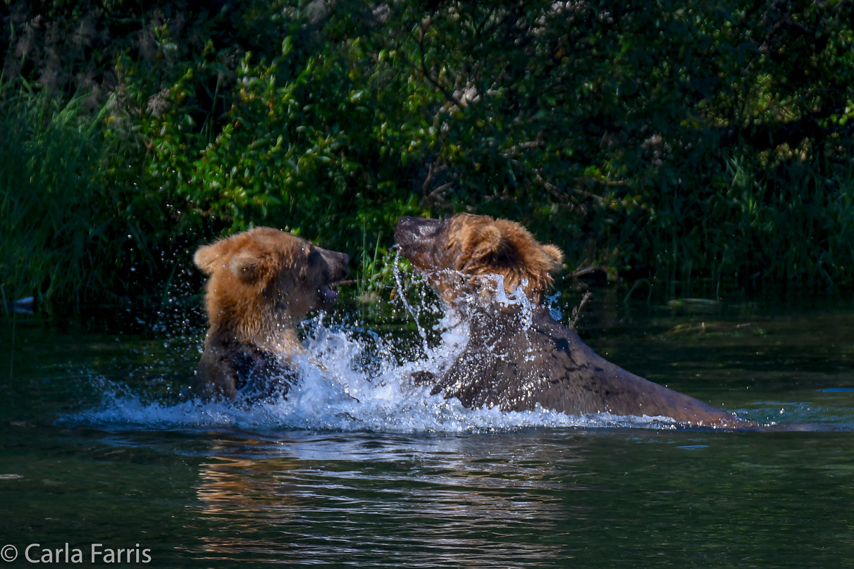 Cubadult (503) and Holly's Biological cub