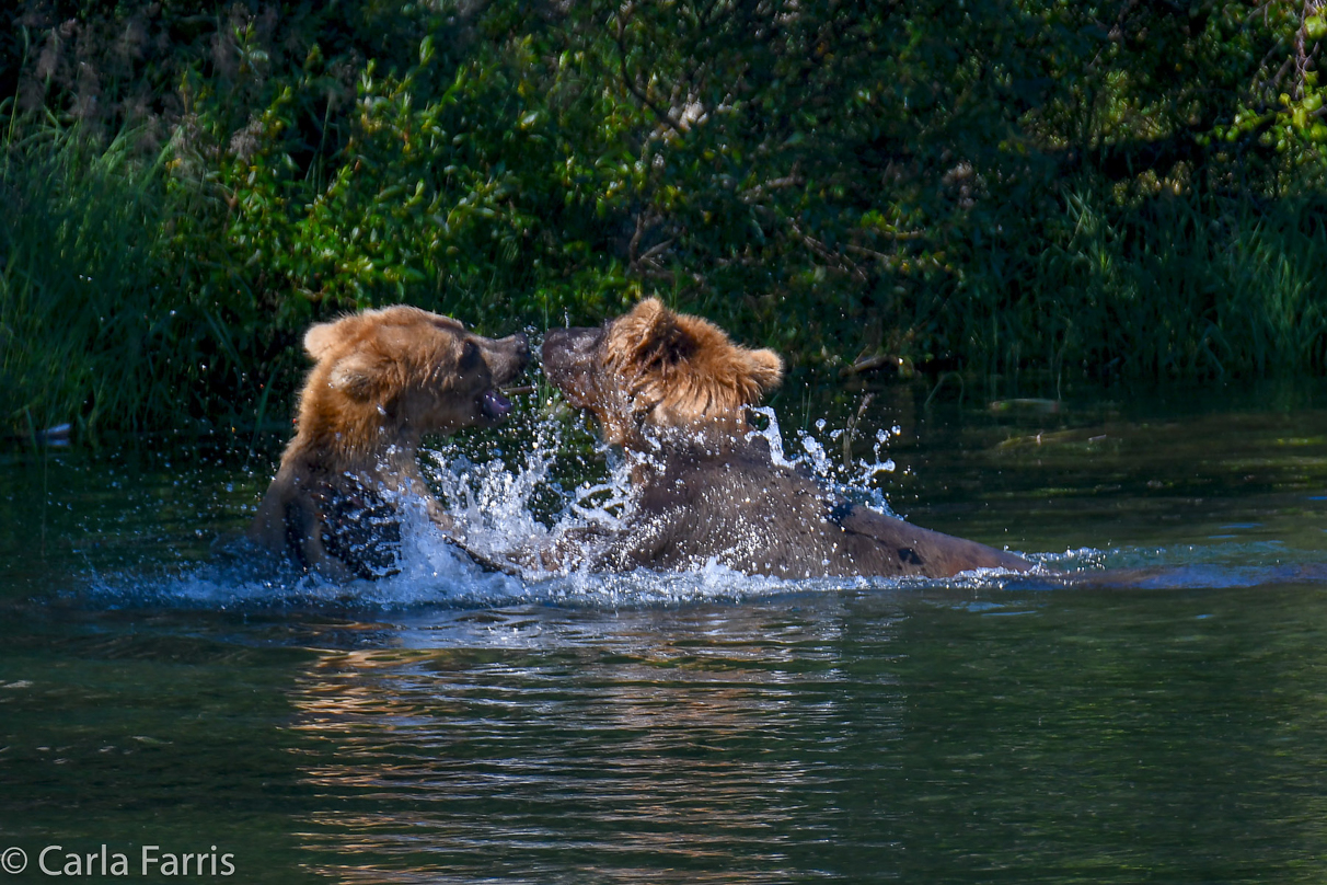 Cubadult (503) and Holly's Biological cub