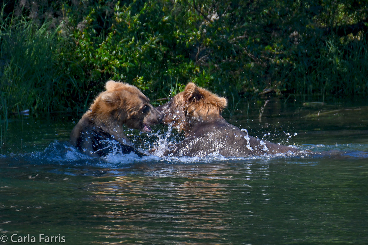 Cubadult (503) and Holly's Biological cub