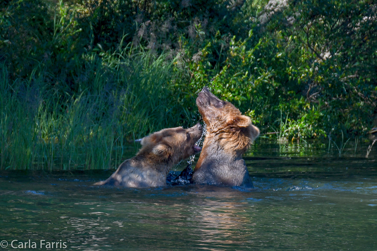 Cubadult (503) and Holly's Biological cub