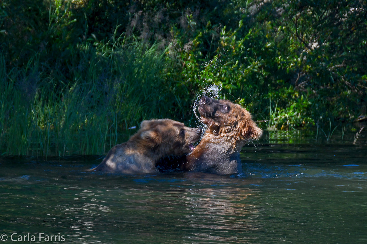 Cubadult (503) and Holly's Biological cub