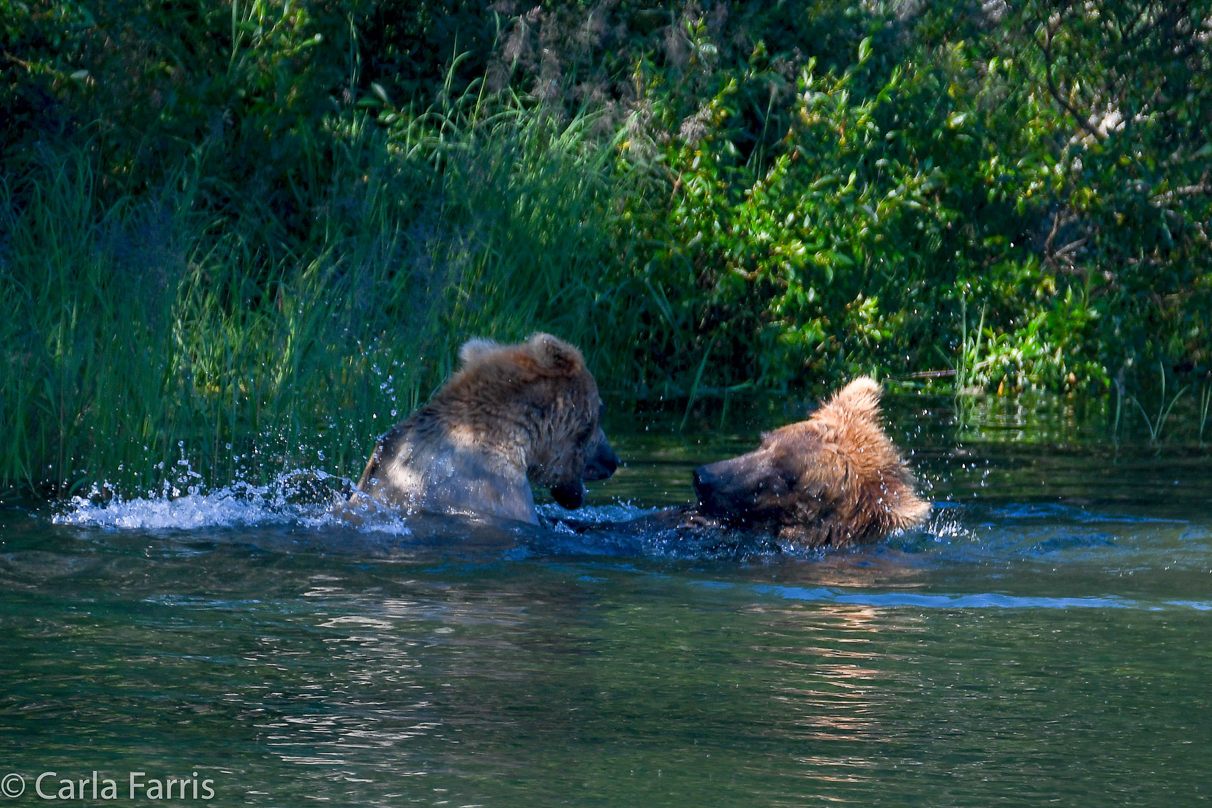 Cubadult (503) and Holly's Biological cub