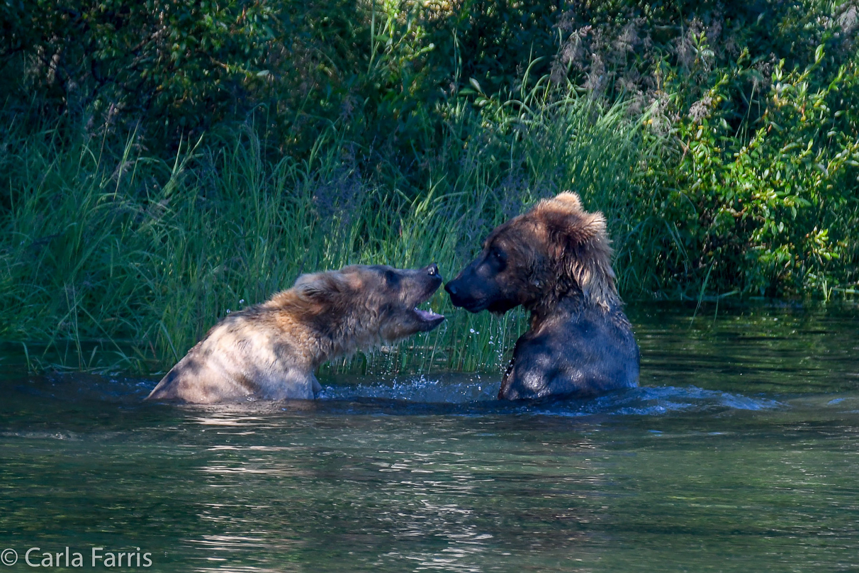 Cubadult (503) and Holly's Biological cub