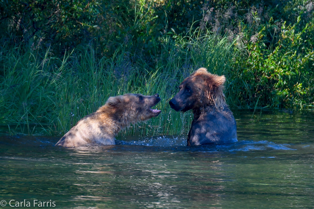 Cubadult (503) and Holly's Biological cub