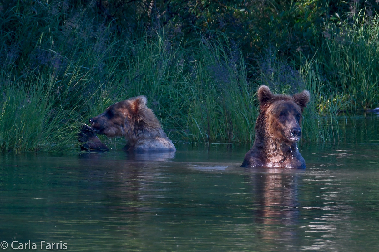 Cubadult (503) and Holly's Biological cub