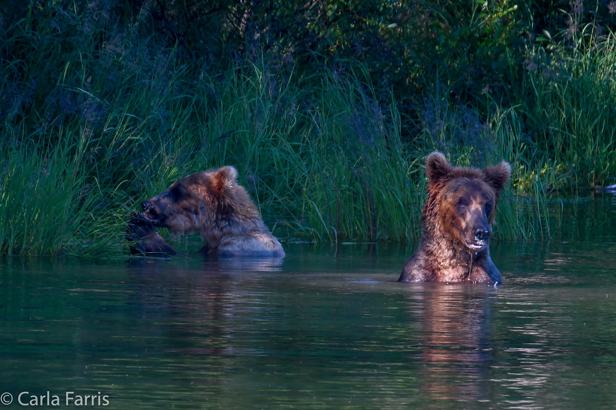 Cubadult (503) and Holly's Biological cub