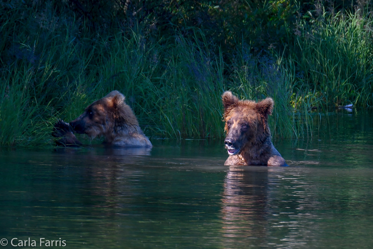 Cubadult (503) and Holly's Biological cub