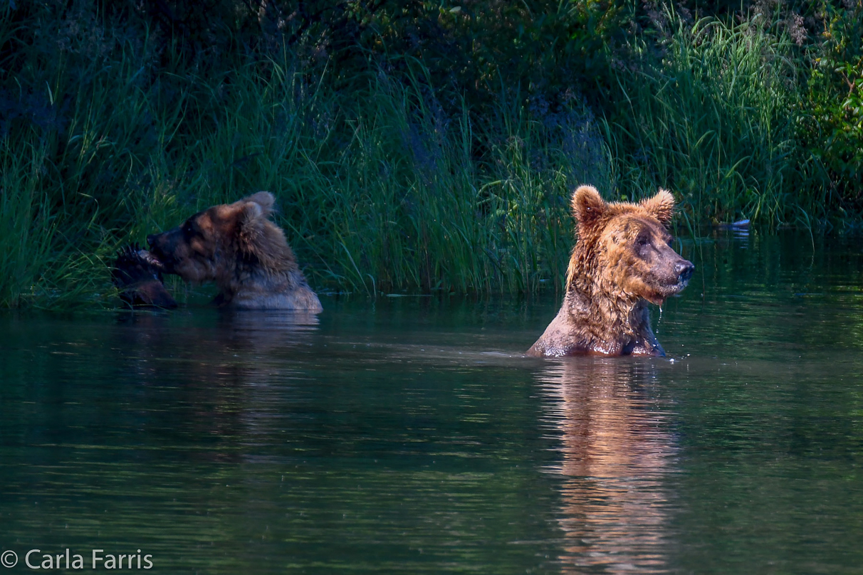 Cubadult (503) and Holly's Biological cub