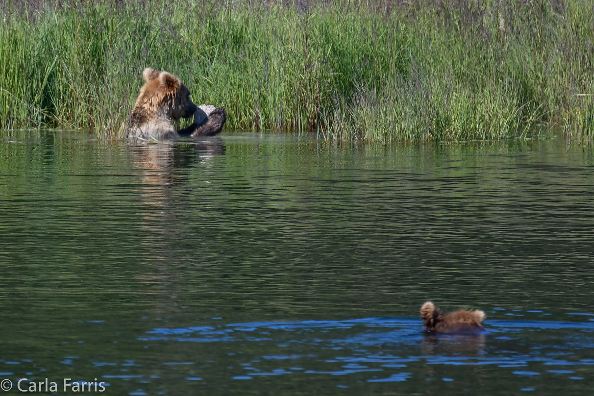 Cubadult (503) and Holly's Biological cub