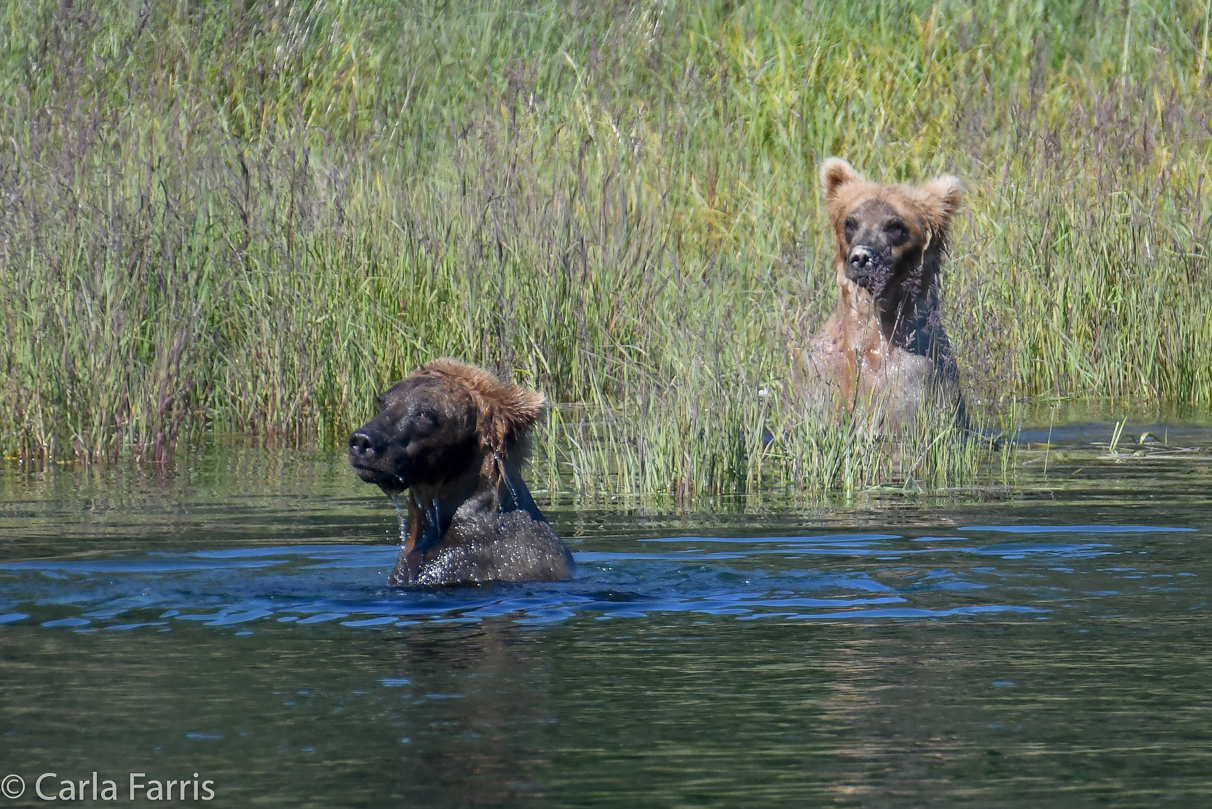 Cubadult (503) & Holly's (435) bio cub