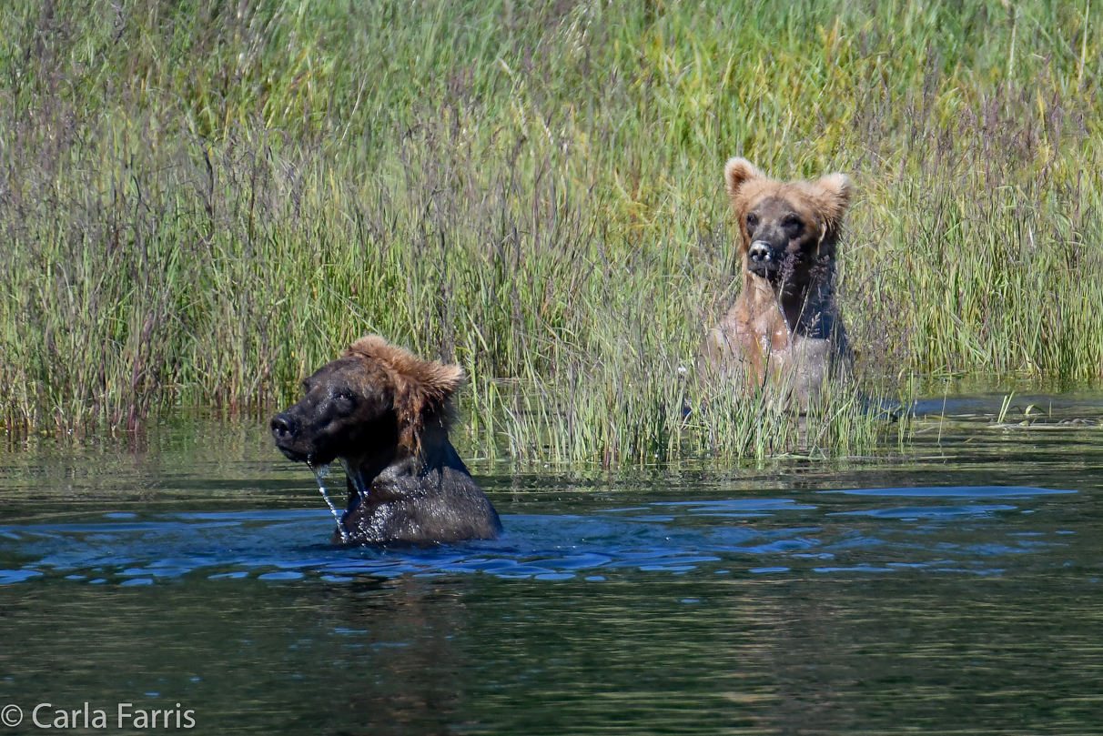 Cubadult (503) & Holly's (435) bio cub