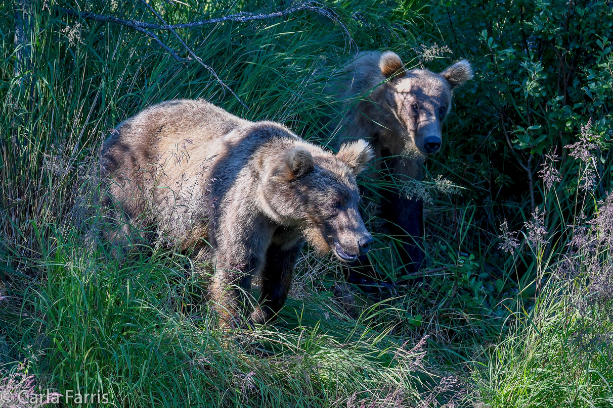 132's Family (3-2.5 yr old cubs)