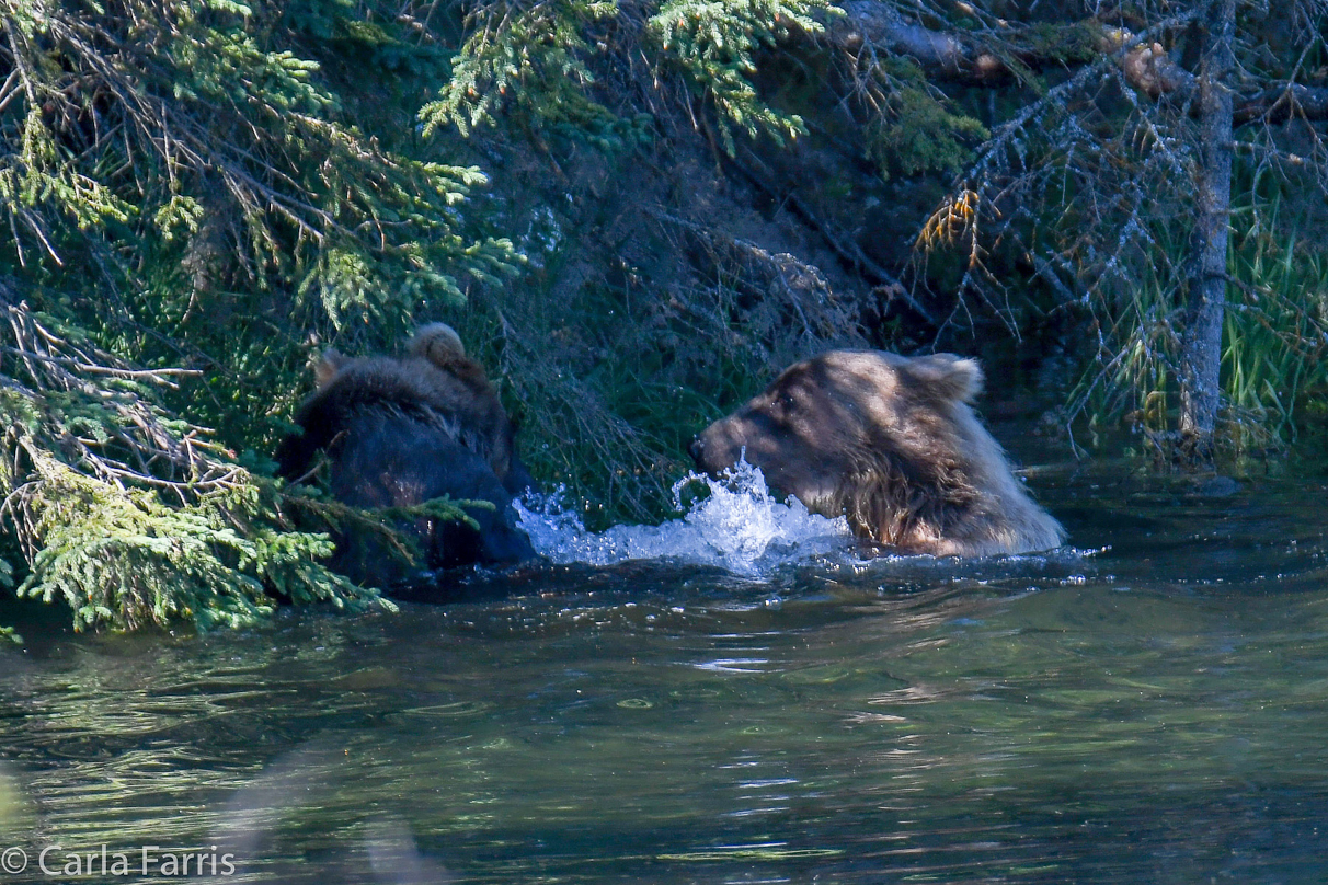 132's Family (3-2.5 yr old cubs)