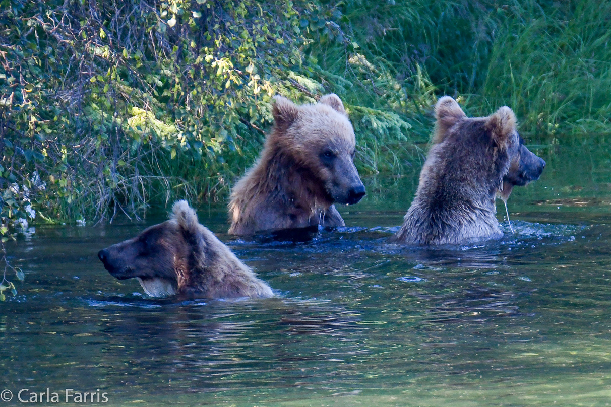 132's Family (3-2.5 yr old cubs)