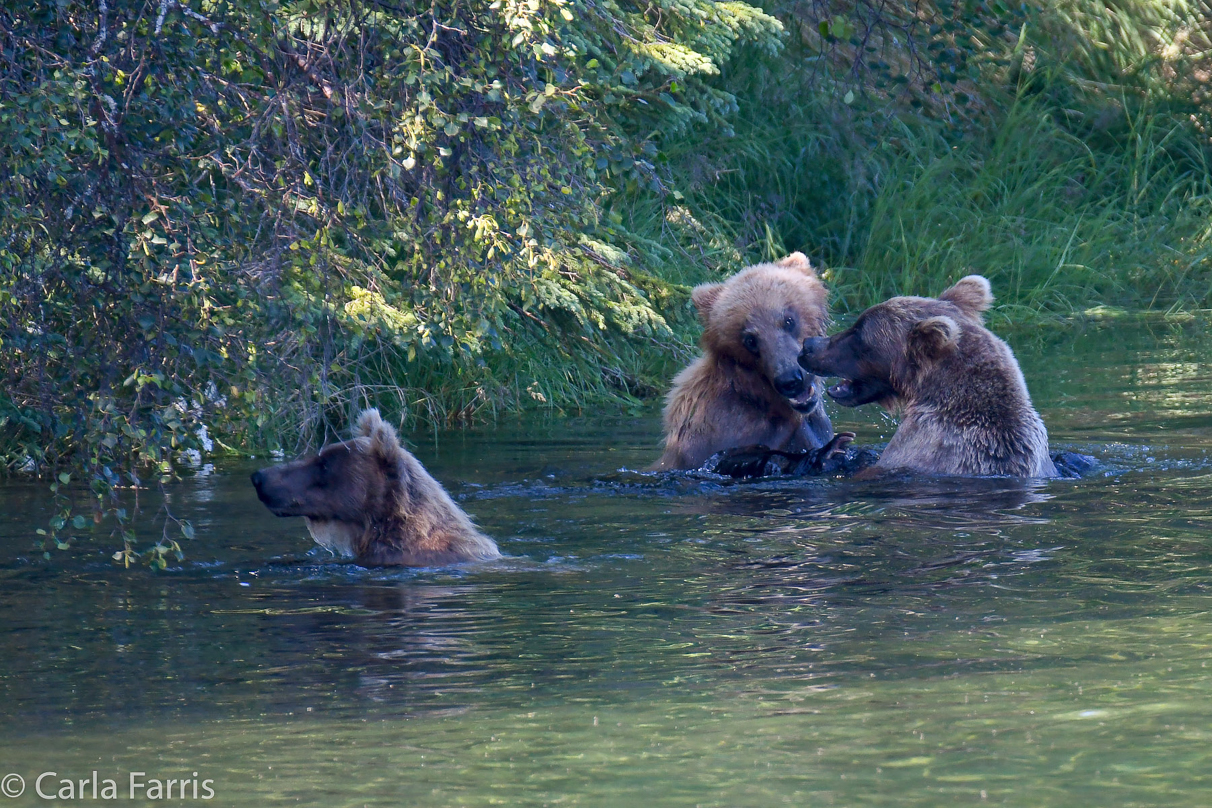 132's Family (3-2.5 yr old cubs)