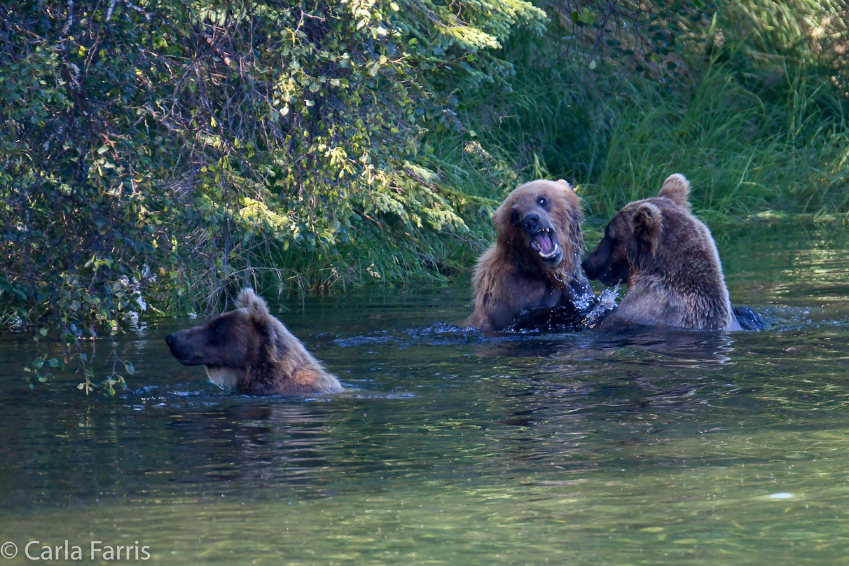 132's Family (3-2.5 yr old cubs)