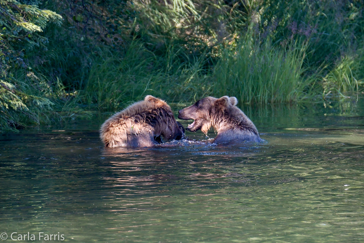 132's Family (3-2.5 yr old cubs)