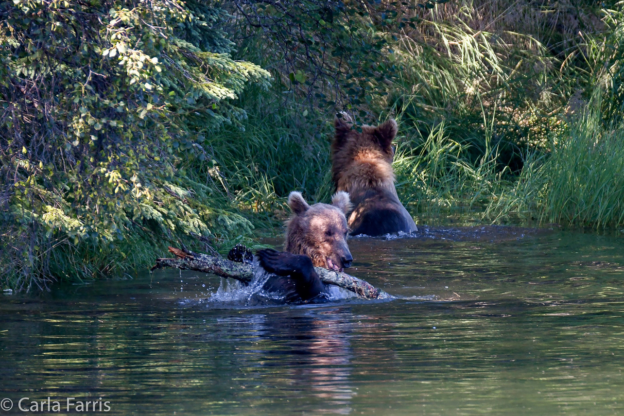 132's Family (3-2.5 yr old cubs)