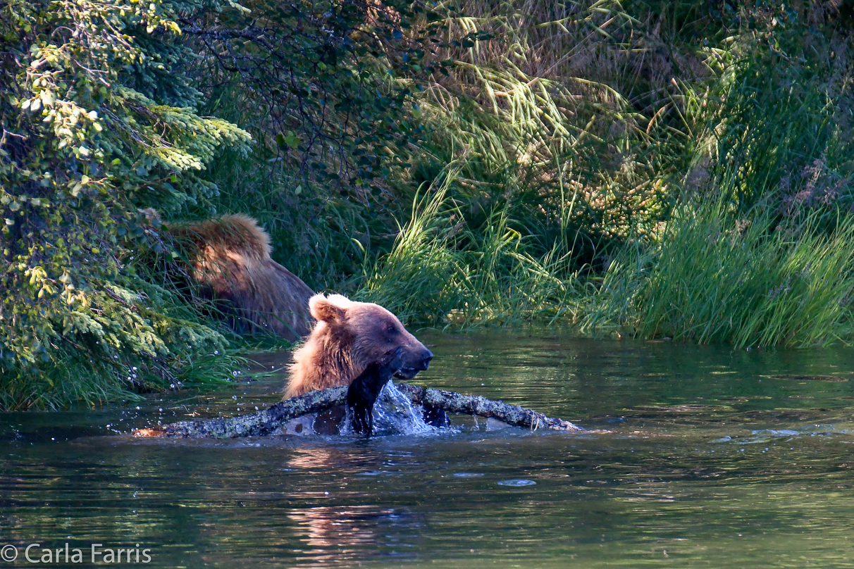 132's Family (3-2.5 yr old cubs)