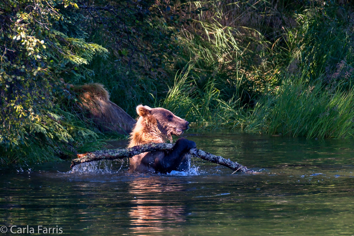 132's Family (3-2.5 yr old cubs)