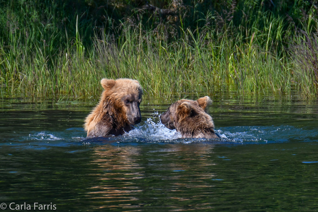 132's Family (3-2.5 yr old cubs)