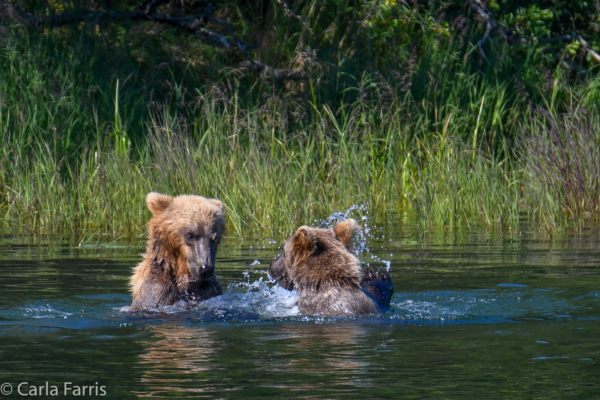 132's Family (3-2.5 yr old cubs)