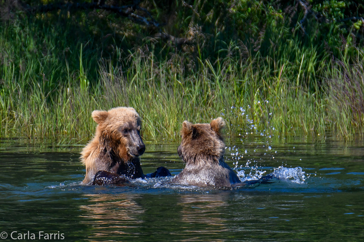 132's Family (3-2.5 yr old cubs)