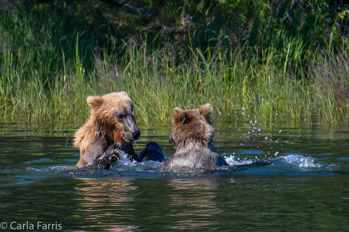 132's Family (3-2.5 yr old cubs)