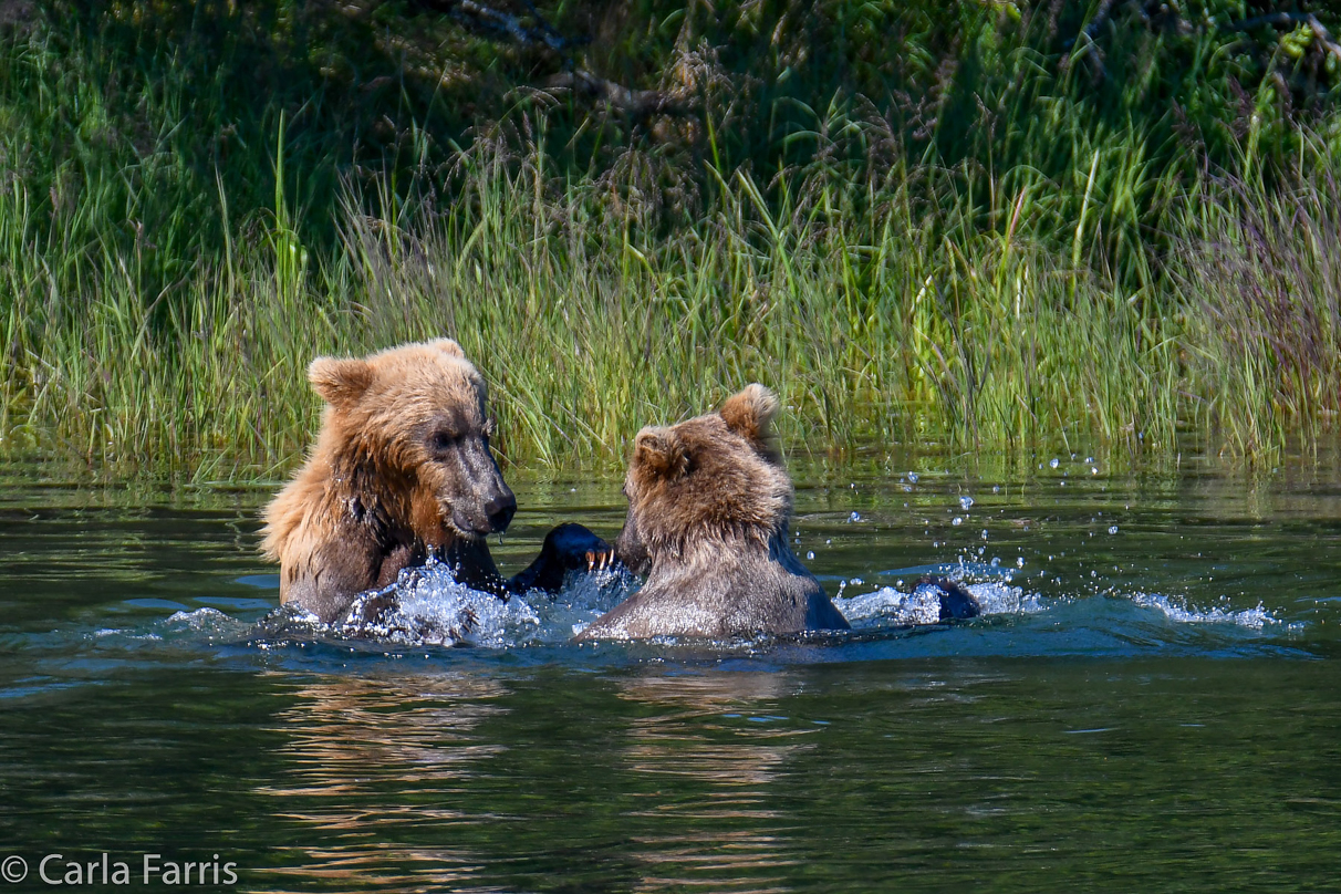 132's Family (3-2.5 yr old cubs)