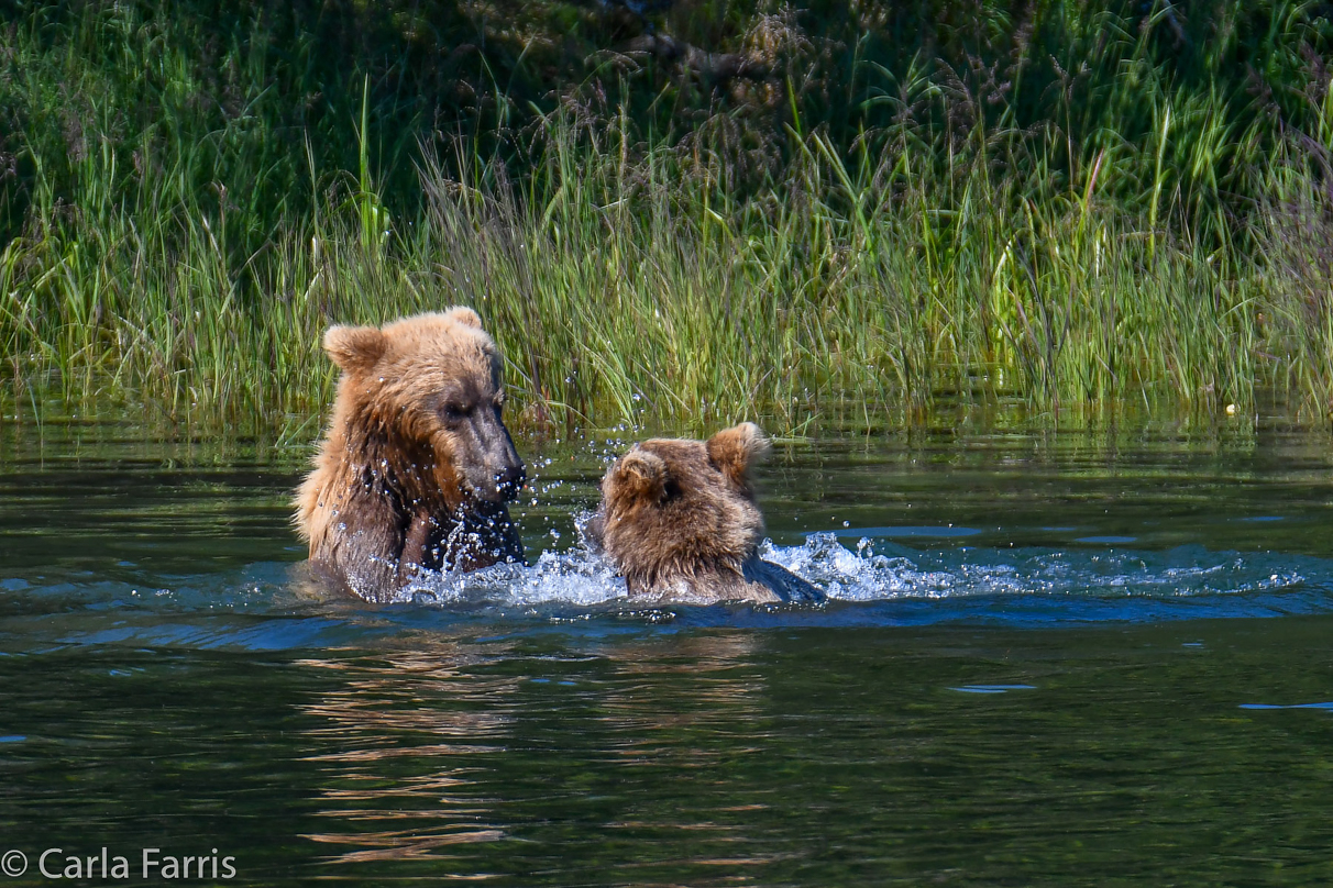 132's Family (3-2.5 yr old cubs)