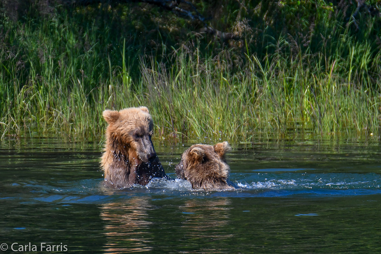 132's Family (3-2.5 yr old cubs)