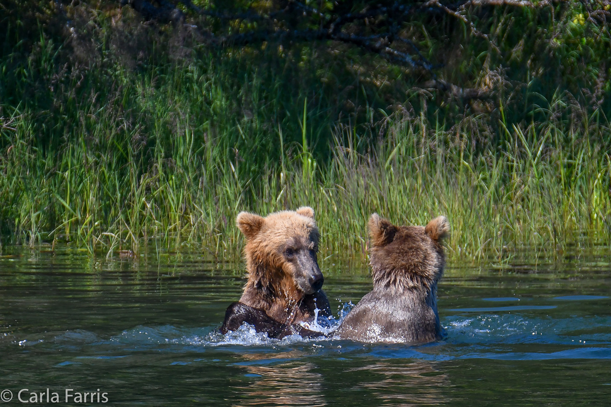 132's Family (3-2.5 yr old cubs)