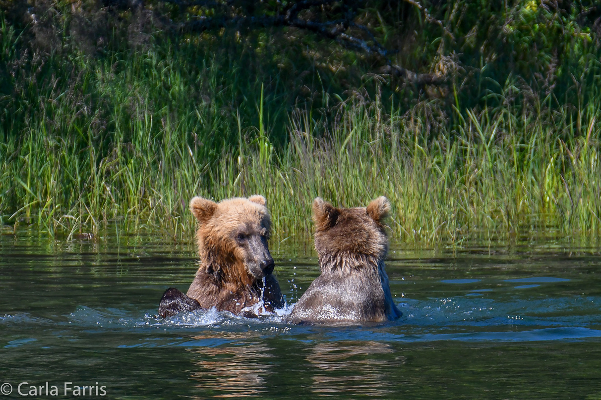 132's Family (3-2.5 yr old cubs)