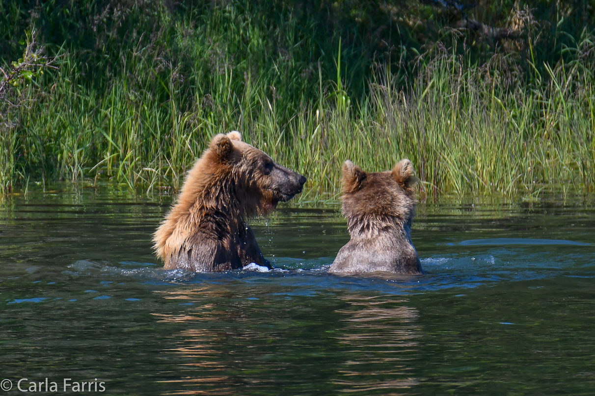 132's Family (3-2.5 yr old cubs)