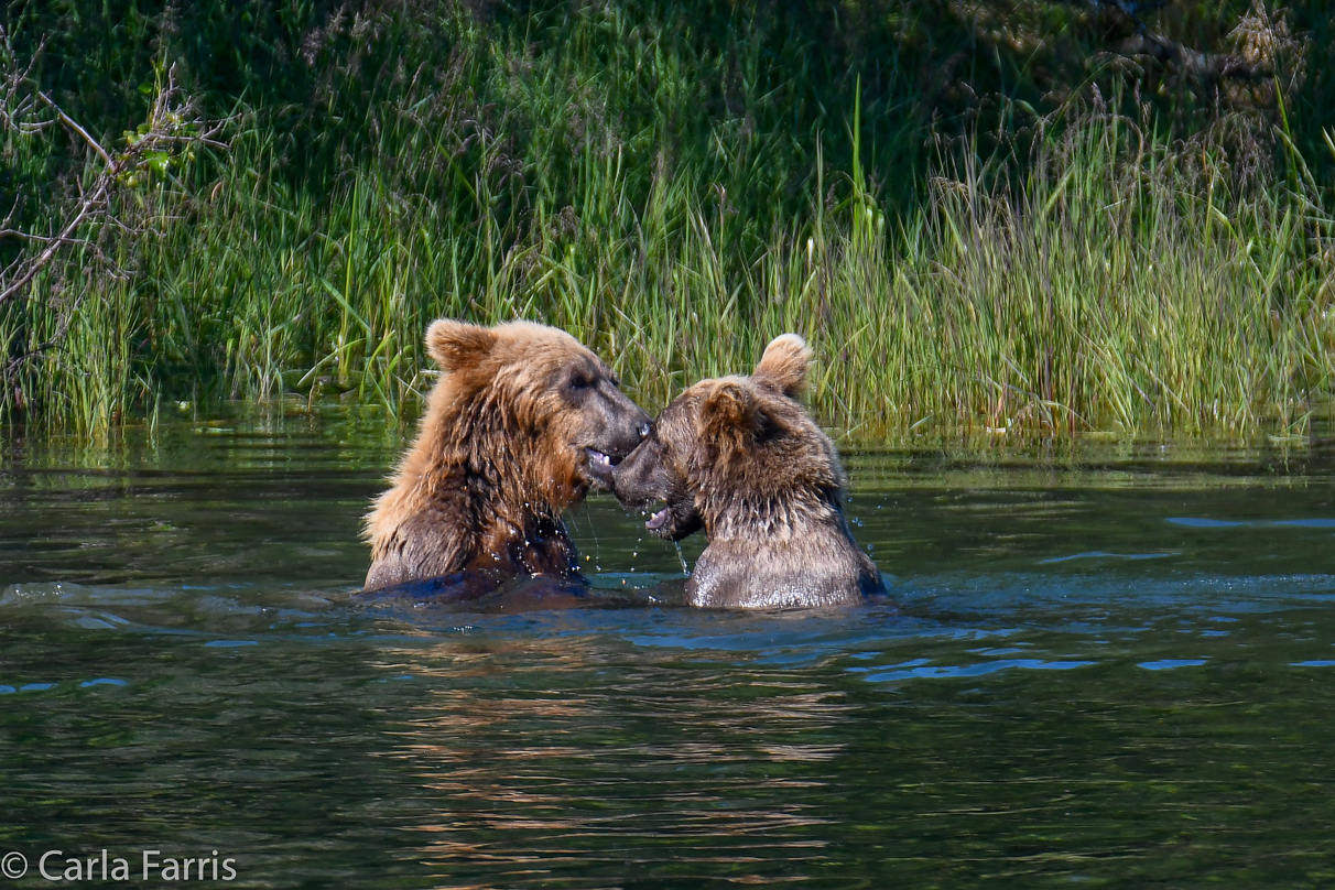 132's Family (3-2.5 yr old cubs)