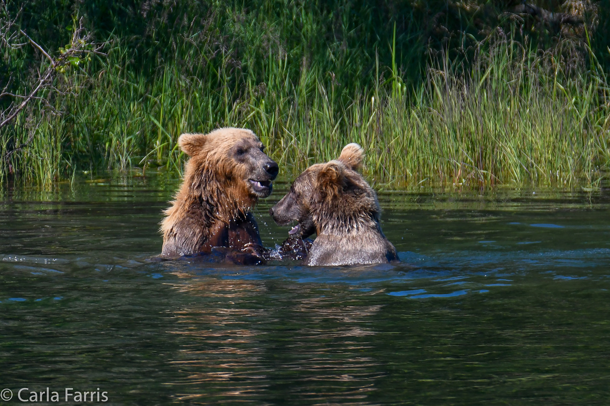 132's Family (3-2.5 yr old cubs)