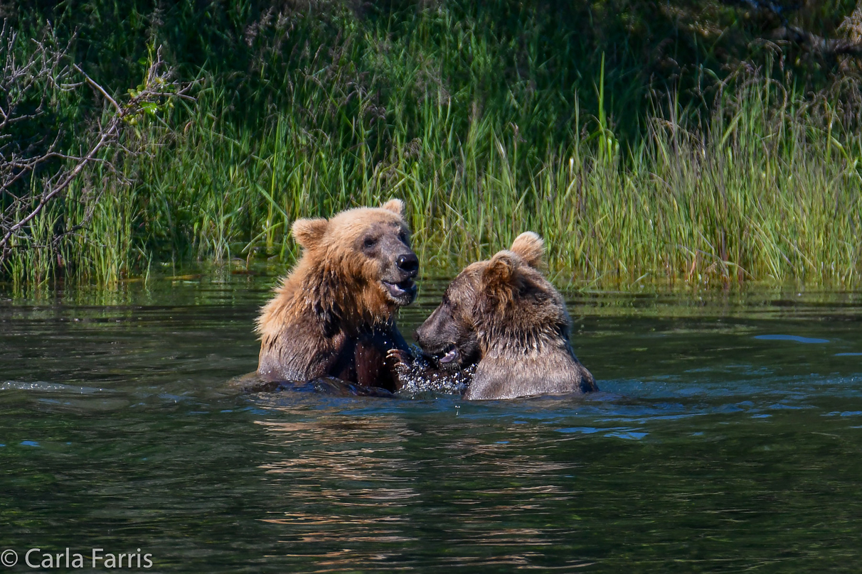 132's Family (3-2.5 yr old cubs)