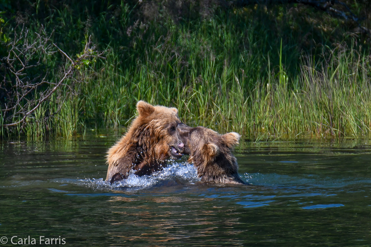 132's Family (3-2.5 yr old cubs)