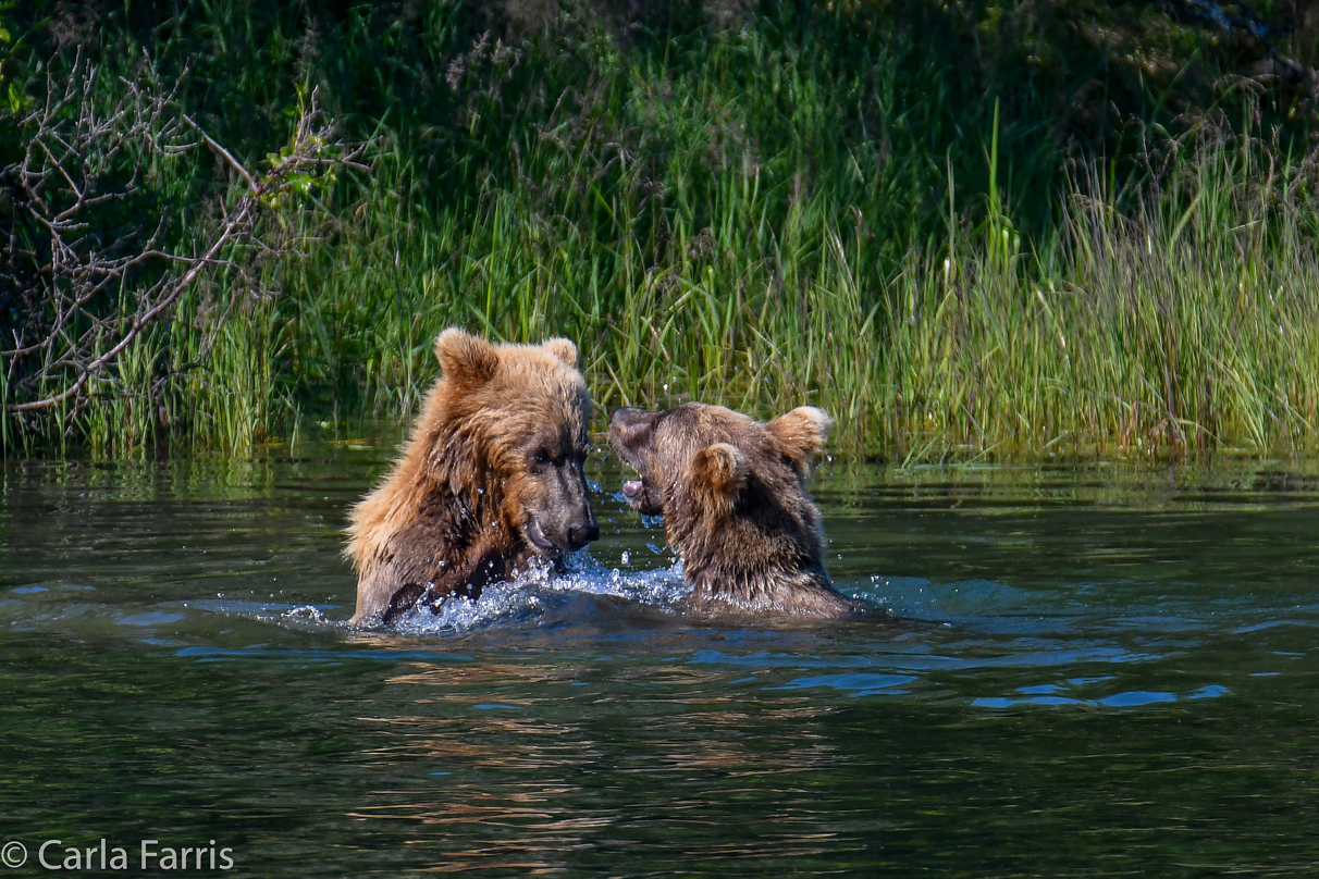 132's Family (3-2.5 yr old cubs)