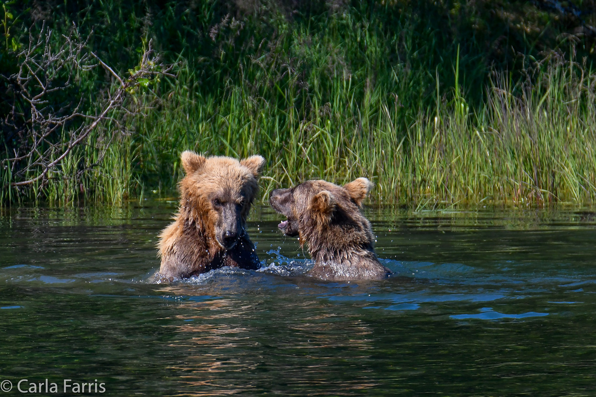 132's Family (3-2.5 yr old cubs)