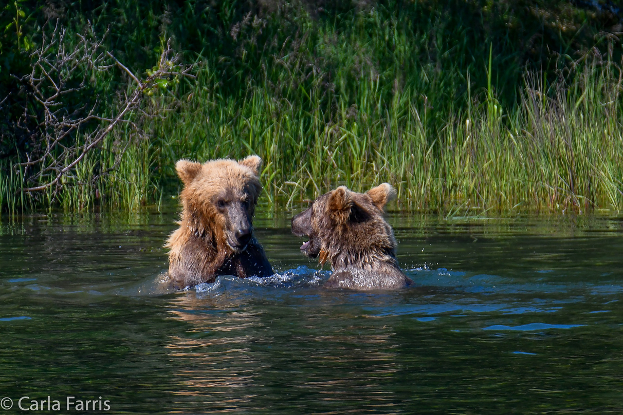 132's Family (3-2.5 yr old cubs)