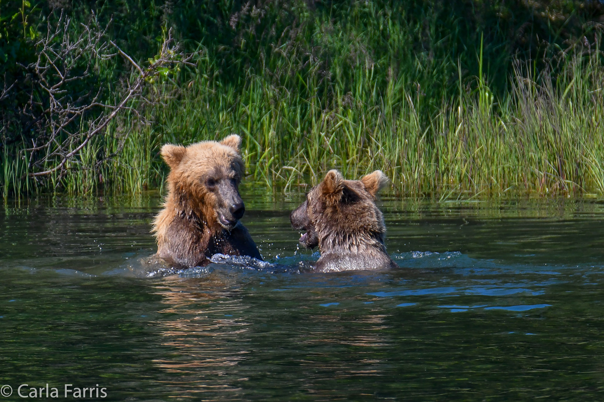 132's Family (3-2.5 yr old cubs)